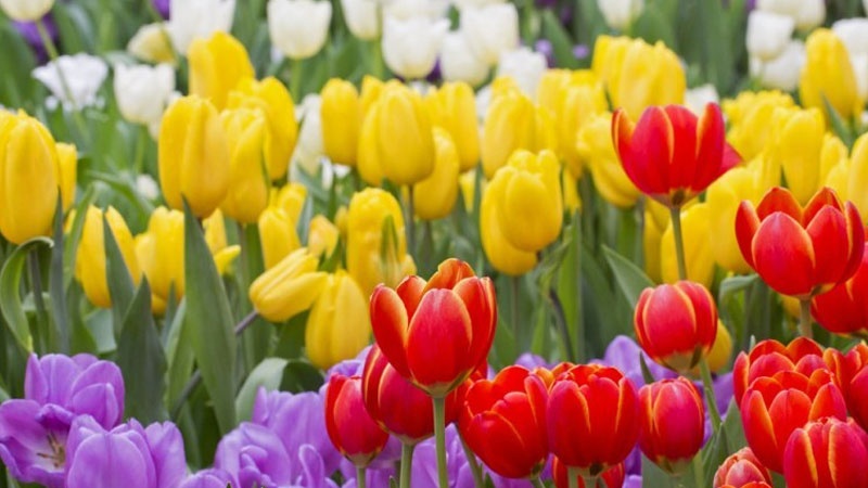 Iranpress: Discover land of Persian Tulips