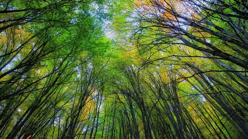 Iranpress: A day to be named in Iran calendar for Hyrcanian forests
