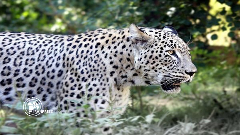 Iranpress: Seven Persian leopards spotted in northern Iran