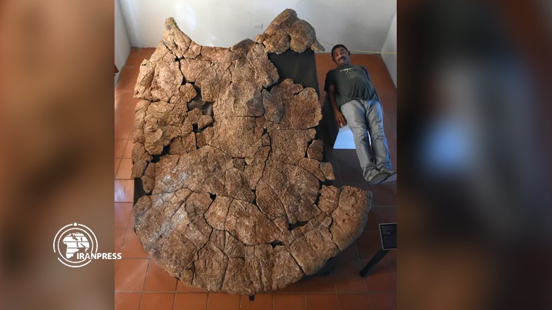 Iranpress: Car-sized prehistoric South American turtle discovered