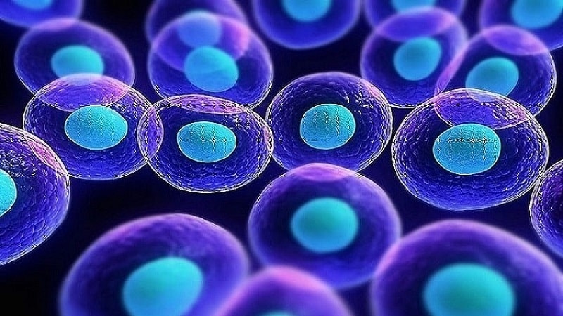 Iranpress: Iran in the top of stem cells science and commerce in the Middle East