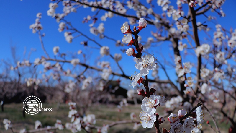 Iranpress: Spring blossoms dancing on eve of ancient Nowruz in Birjand