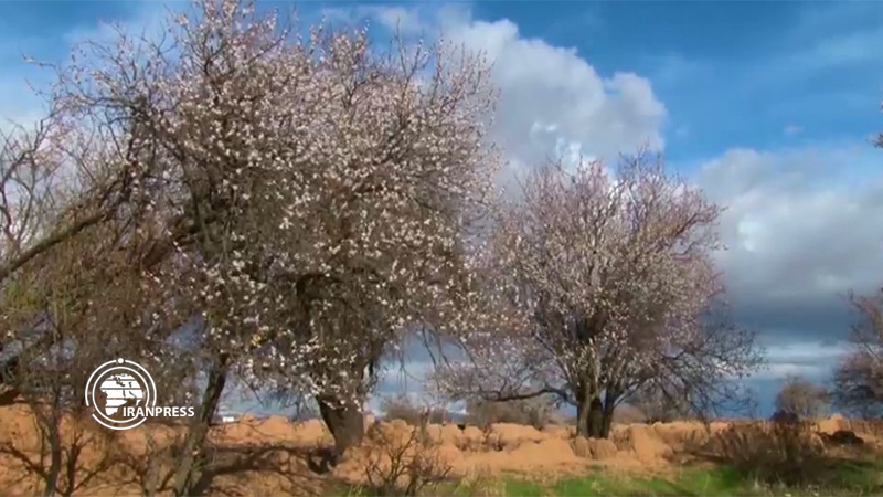 Iranpress: Natural beauty of Meymeh in Spring under shadow of Coronavirus