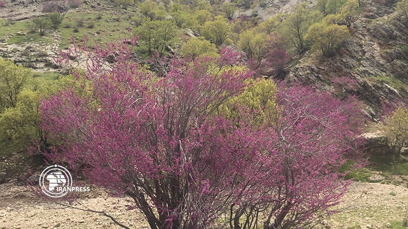 Iranpress: Photo: Ilam Arghavan Valley; paradise of colors in foothills of Zagros