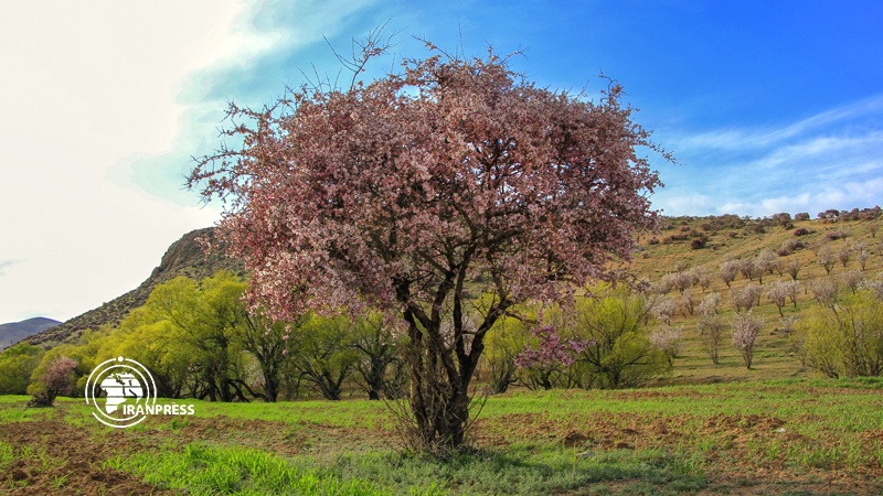 Iranpress: Unique beauty of Prunus scoparia blossoms in Iran