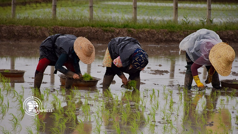Iranpress: Photo: Rice-seedlings in Gilan