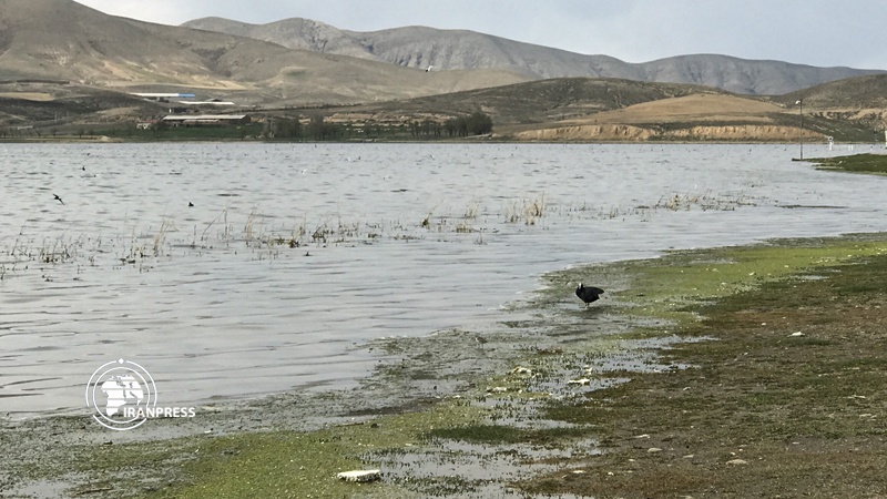Iranpress: Gurig?l Lake international wetland embracing migrant birds