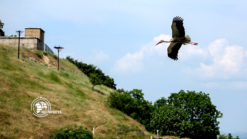 Iranpress: Darreh Tefi village, host of storks in Iran