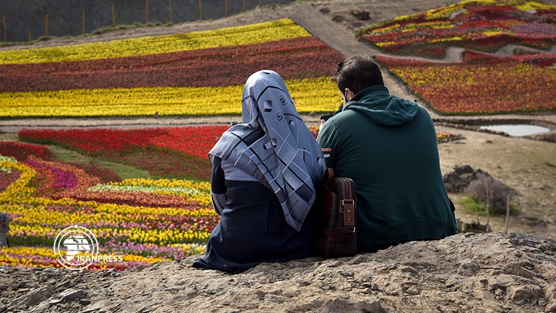 Iranpress: Tulips Plain; colorful paradise in Iran