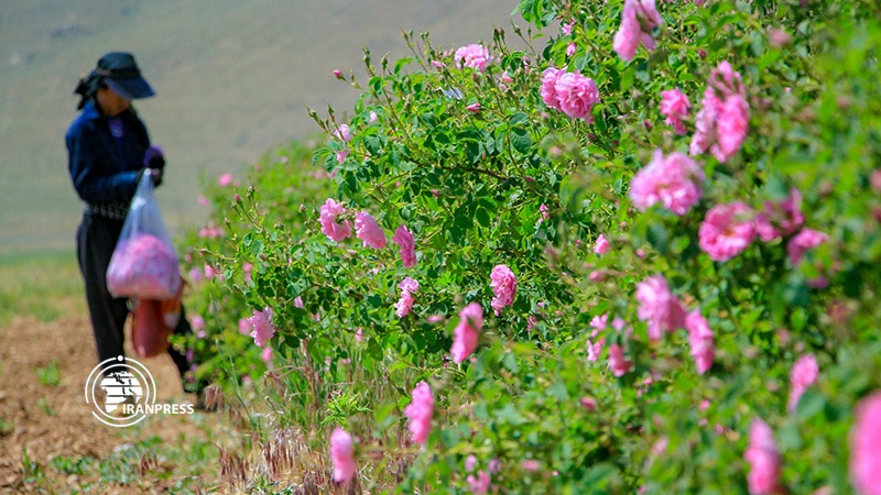 Iranpress: 1,000 tons of Damask Rose to be harvested in Chaharmahal and Bakhtiari