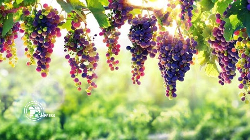 Iranpress: Iran ranks among top 10 grapes producing countries