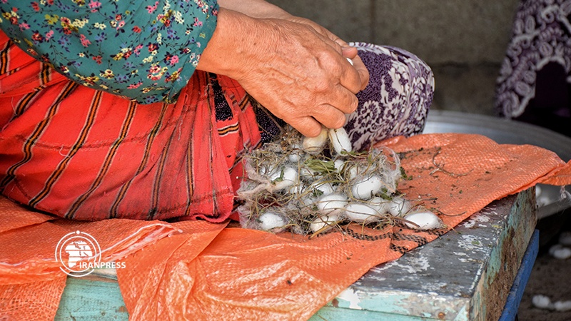 Iranpress: Beauties of Silk farming in Gilan province