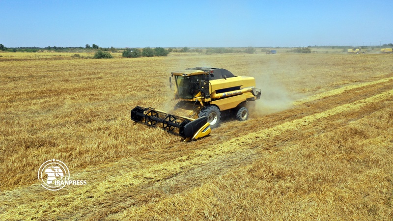 Iranpress: Wheat harvest starts in northern Iran