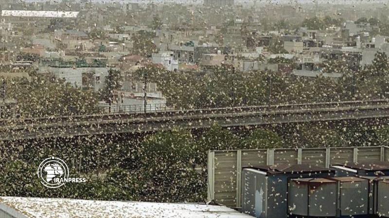 Iranpress: Millions of Locusts swarm India