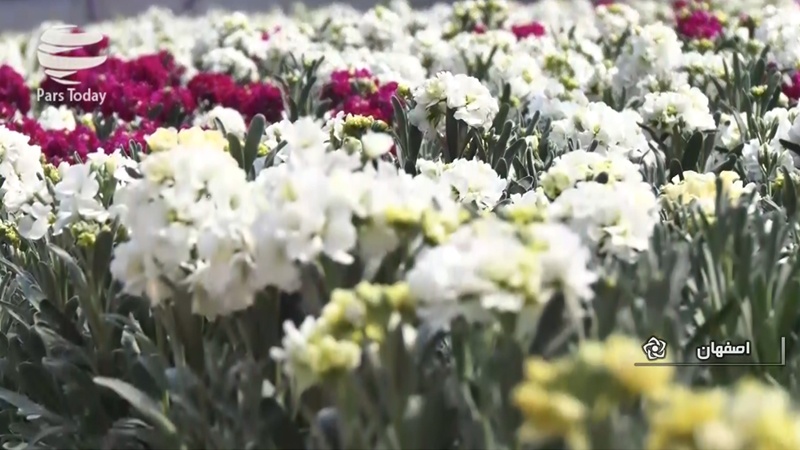 ایران پرس: گزارش : 11 میلیون گلدان شب بو از اصفهان، میهمان خانه ایرانیان 