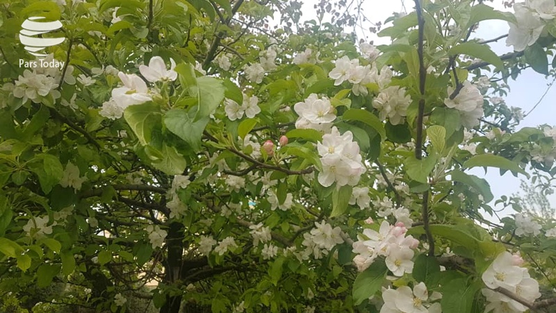 ایران پرس: تصاویر: طبیعت زیبای بهاری تهران