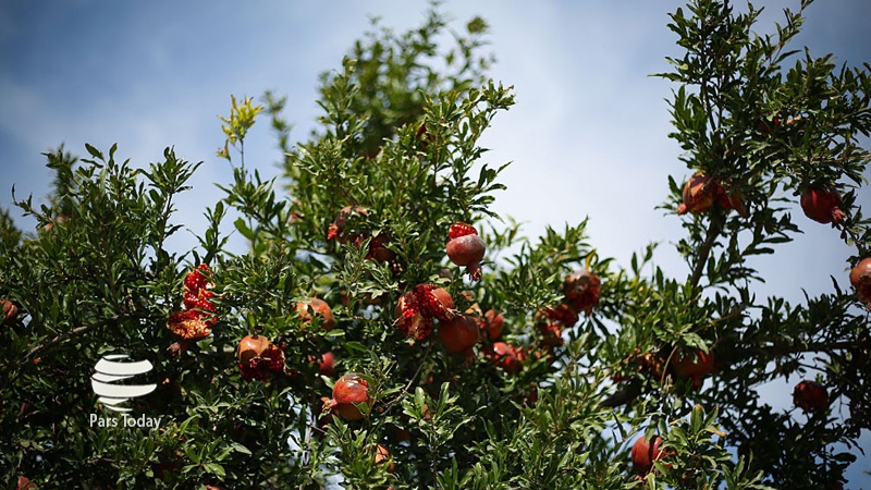 ایران پرس: تصاویر: برداشت انار - روستای فاروق استان فارس