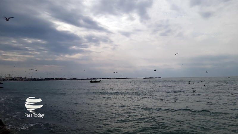 ایران پرس: تصاویر: پرواز زیبای مرغ‌های دریایی بر فراز ساحل بوشهر درخلیج‌فارس  