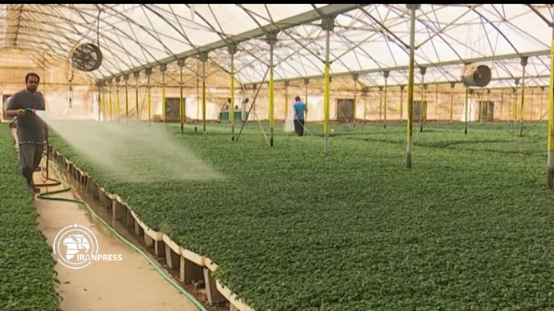 ایران پرس: بوشهر، نخستین تولیدکننده نشاء گوجه فرنگی گلخانه‌ای در ایران