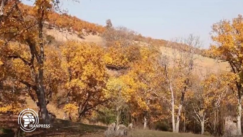 ایران پرس: طبیعت زیبای پاییز در شهر شاهرود