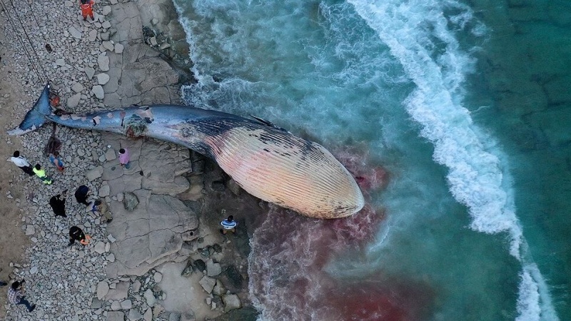 Iranpress: لاشه یک نهنگ در ساحل سیمرغ کیش پیدا شد