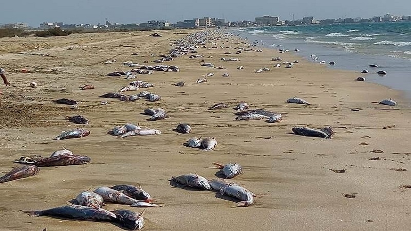 Iranpress: تلف شدن گربه ماهی‌ها در ساحل جاسک