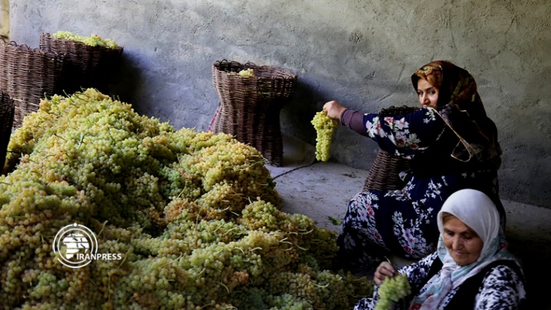 ایران پرس:  تصاویری زیبا از باغات انگور و تولید کشمش در روستای دولاب سنندج