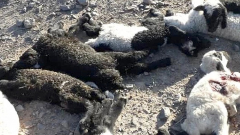 Iranpress: گرگ گرسنه ۶۰ گوسفند را درید+ تصاویر