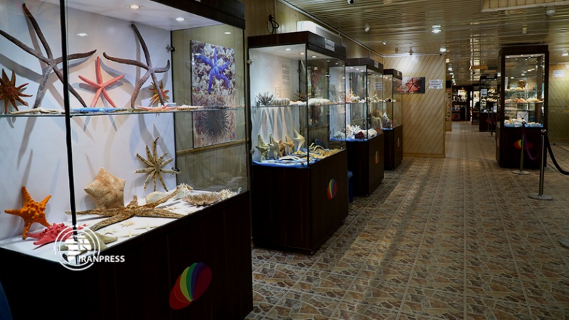 Iranpress: موزه صدف اصفهان؛ جلوه‌ ای بی‌ نظیر از گونه‌ های دریایی  