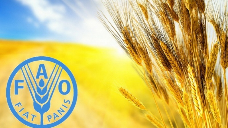 Iranpress: هشدار فائو درباره تهدید امنیت غذایی جهان در بحبوحه جنگ در اوکراین 