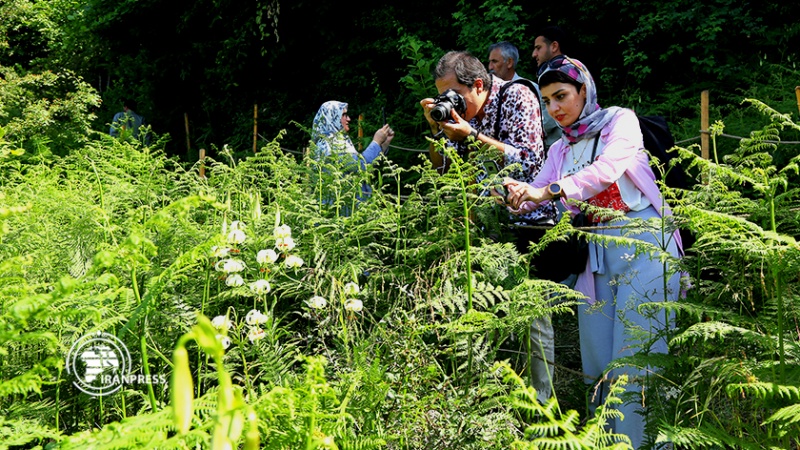 Iranpress:  گل سوسن چلچراغ و زیبایی روستای گردشگری داماش