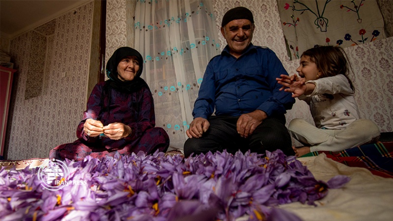 ایران پرس: تصاویری از برداشت زعفران در گلستان