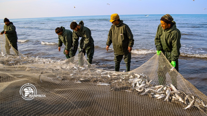 Iranpress: تصاویری از صید ماهیان استخوانی در سواحل مازندران 