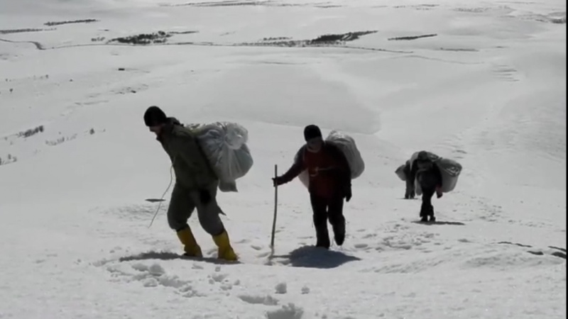 Iranpress: تصاویر بی‌نظیر تلاش چند ایرانی برای علوفه رسانی به حیات وحش در برف و کولاک 