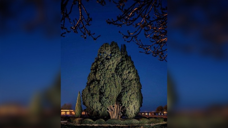 Iranpress: درخت سرو ابرکوه یزد؛ نمادی از زندگی و زیبایی