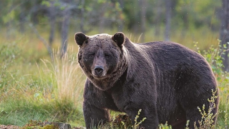 Iranpress: مشاهده «خرس قهوه‌ای» در همدان پس از نیم‌ قرن