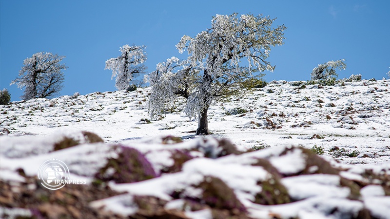Iranpress:  جلوه‌ زیبای برف‌ بهاری‌ در طبیعت‌ جنگل ‌اولنگ 