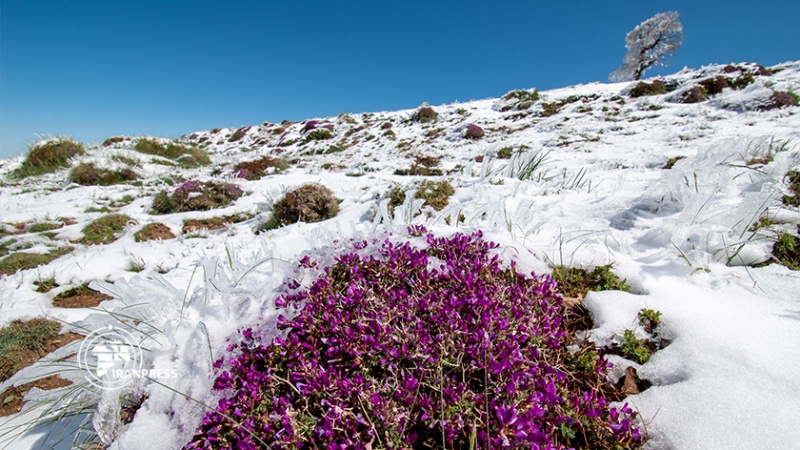 Iranpress:  جلوه‌ زیبای برف‌بهاری‌ در طبیعت‌ جنگل ‌اولنگ استان گلستان در قاب تصویر